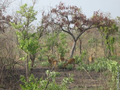 gazelles à Pendjari