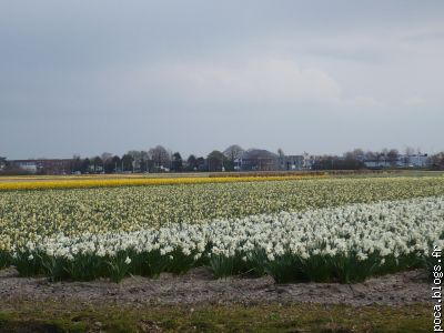 champs de tulipes